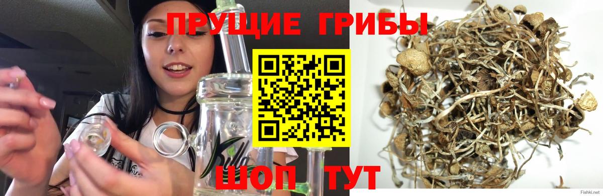 Псилоцибиновые грибы Psilocybine cubensis  Вход с VPN  Псилоцибиновые грибы мухоморы  Вичуга 